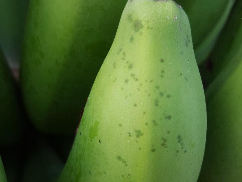 Mancha aceitosa