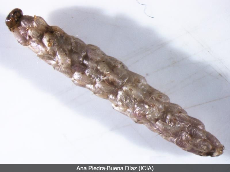 Larva parasitada