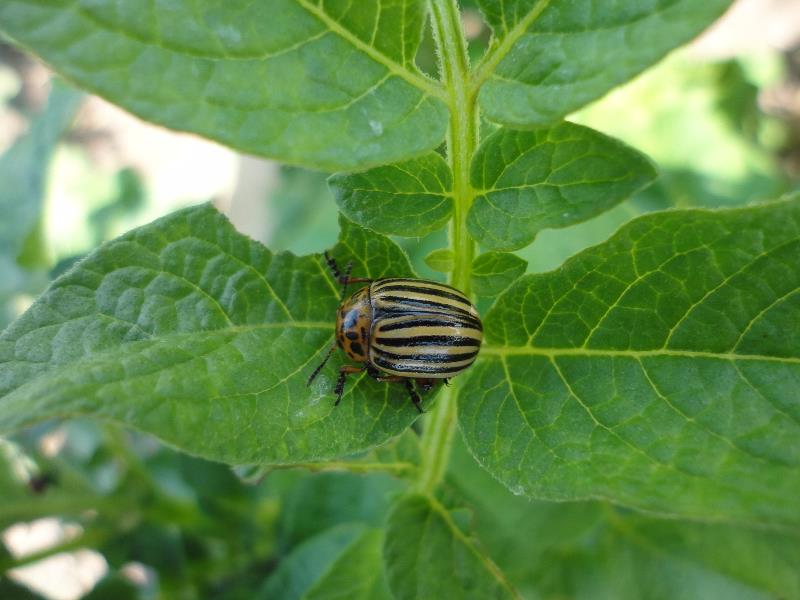 Ejemplar de escarabajo
