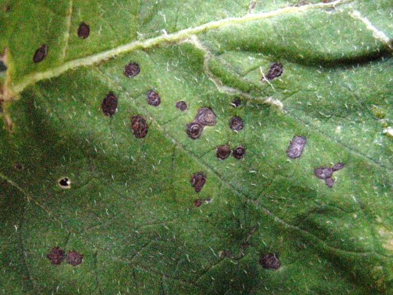 Alternariosis, tizón temprano, negrón de la patata, hierrillo.