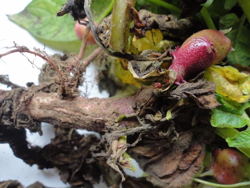 Rhizoctonia, costra negra, viruela