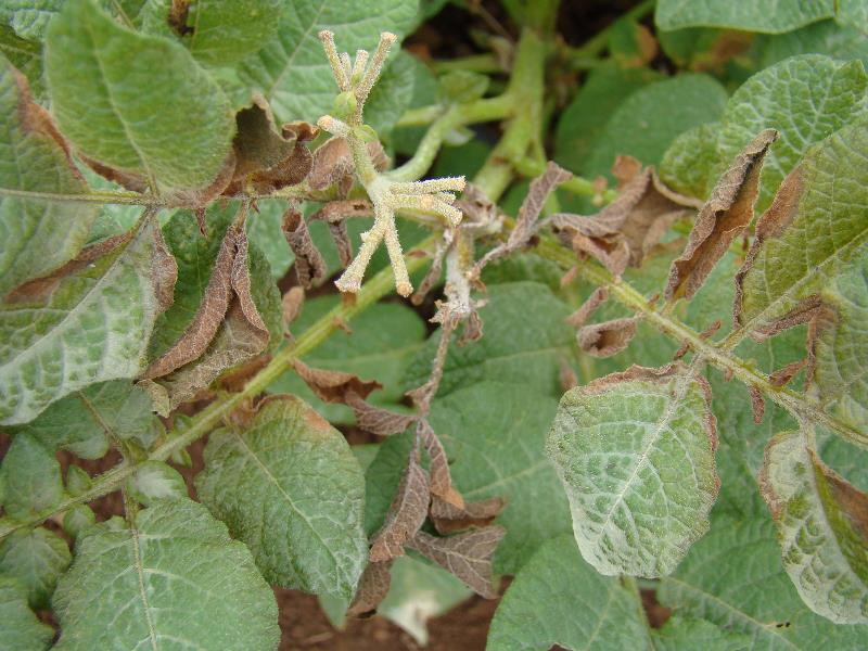 Araña blanca o microácaro