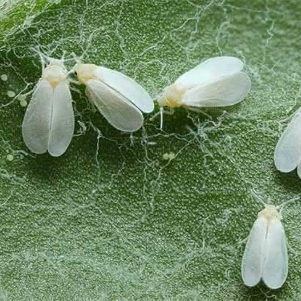 MOSCA BLANCA