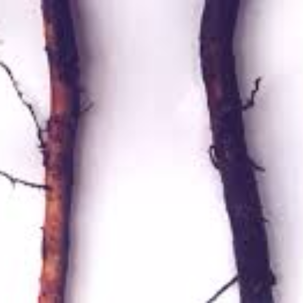 NEMATODOS