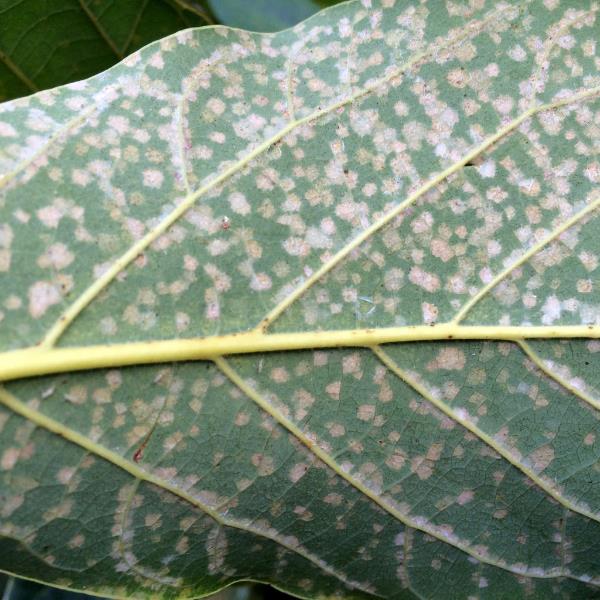 ARAÑA DE CRISTAL