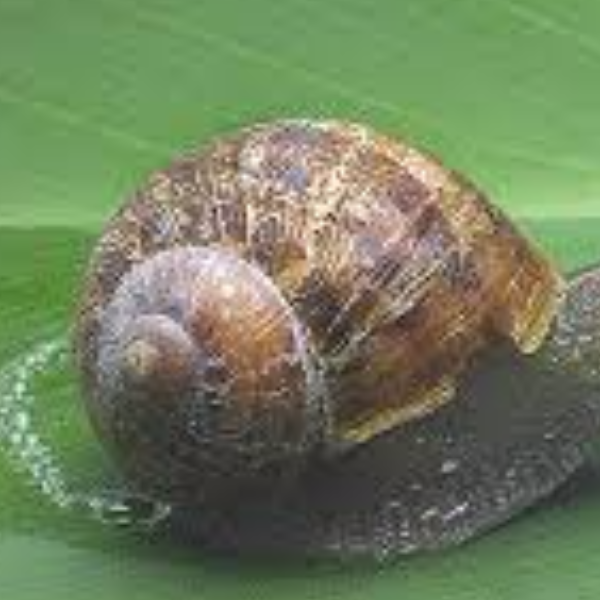 CARACOLES
