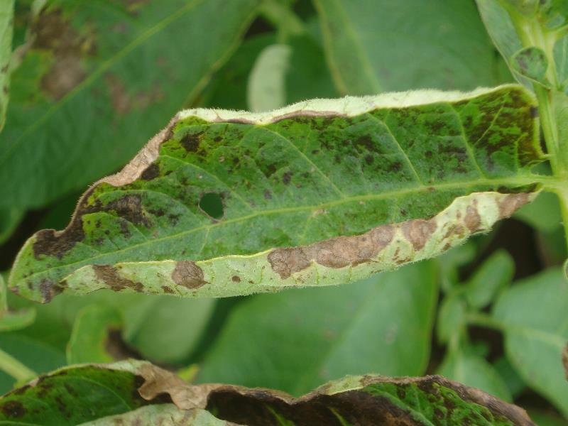 Manchas en hoja