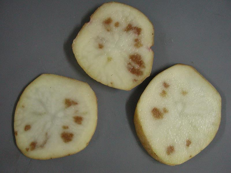 Necrosis reticular