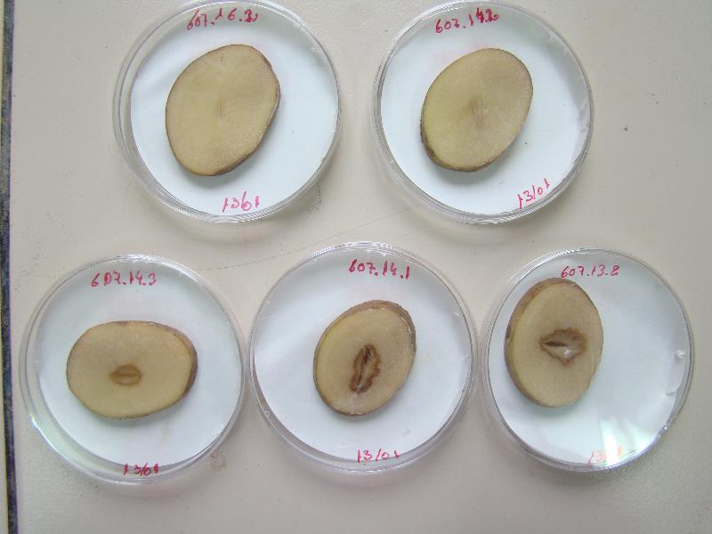 Podredumbre blanda en tubérculos inoculados
