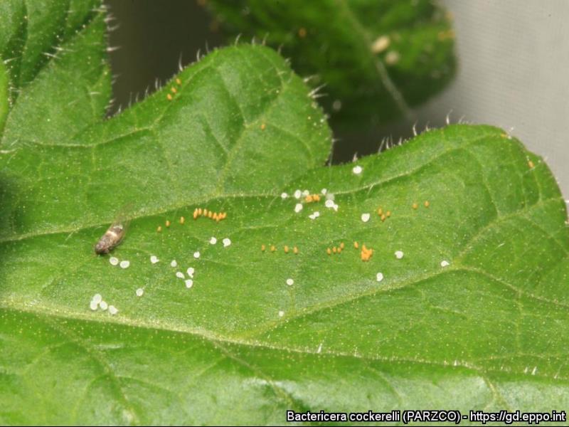 Ejemplar, huevos y melaza del insecto