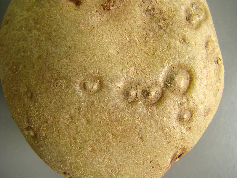 Punteaduras