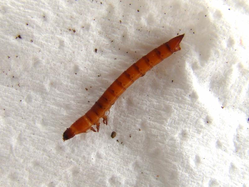 Ejemplar del insecto